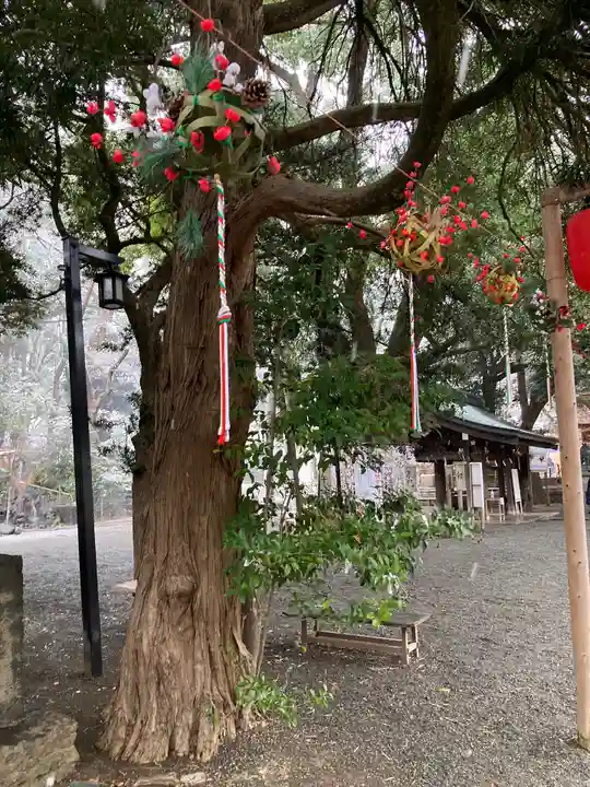 平塚八幡宮の自然
