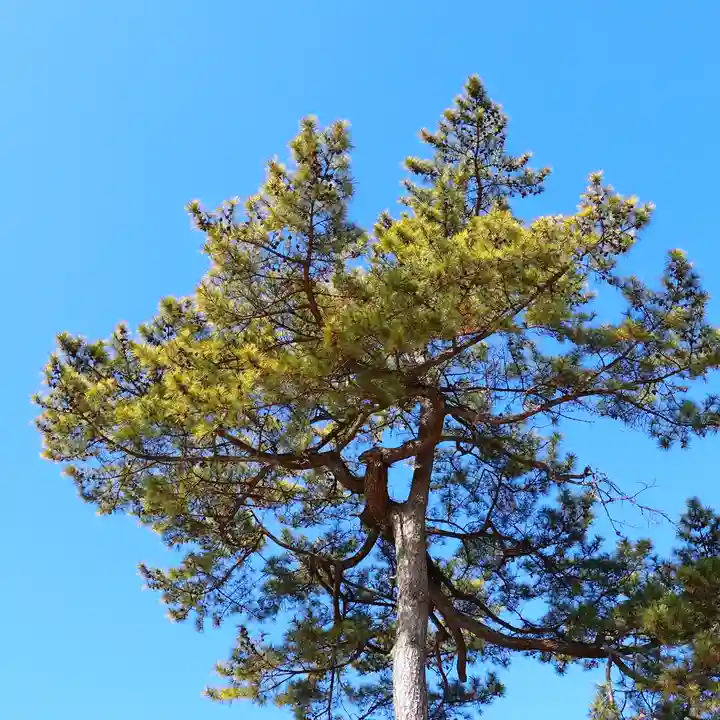 三津厳島神社の自然