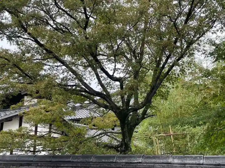 大通院(京都府)