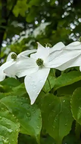 音更神社の自然