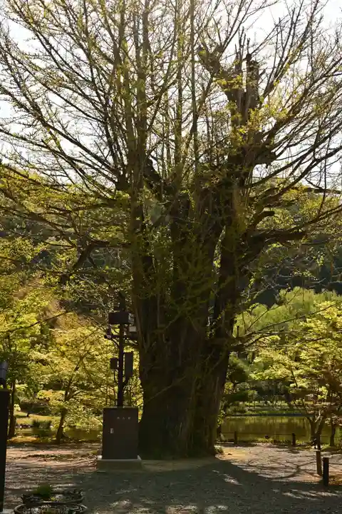 白水阿弥陀堂の自然