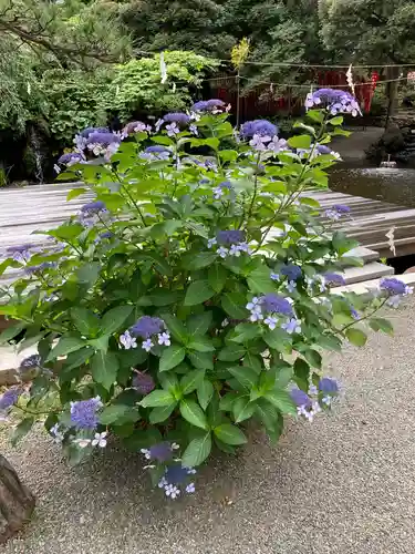 平塚八幡宮の自然