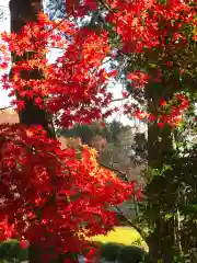 鹿島大神宮の自然