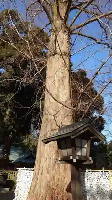 岩槻久伊豆神社(埼玉県)