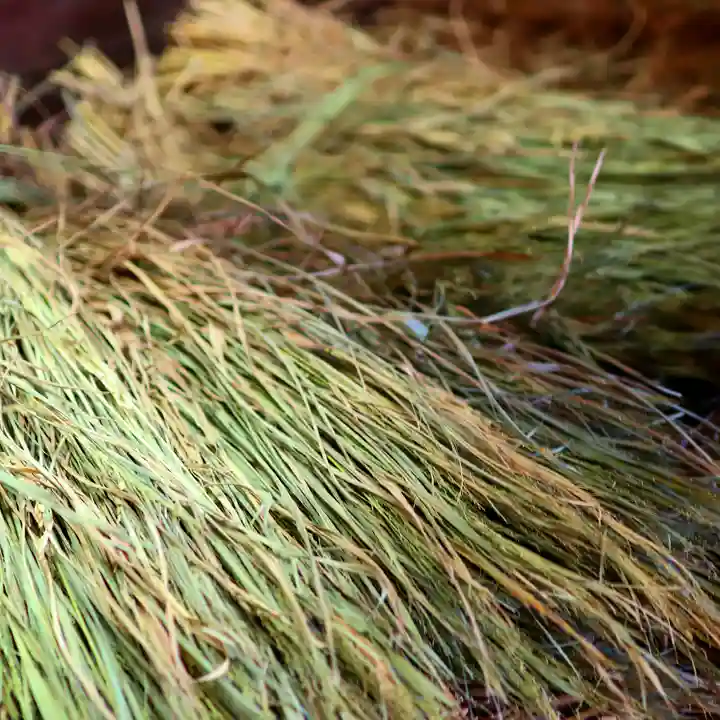 三津厳島神社の自然