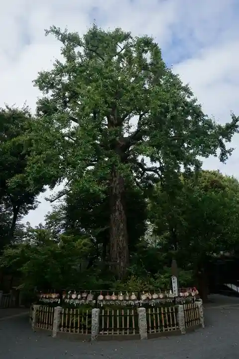七社神社の自然