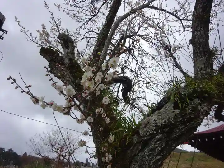 伊勢原 法泉寺の自然