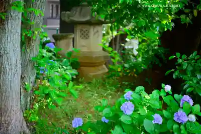 本郷氷川神社(東京都)