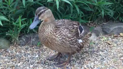 住吉大社の動物