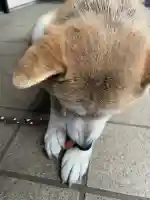 笠䅣稲荷神社(神奈川県)