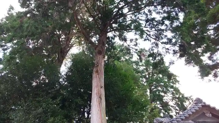 稗田野神社(薭田野神社)の自然