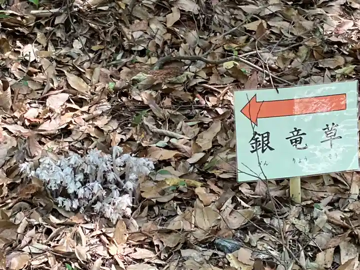 大神神社の自然