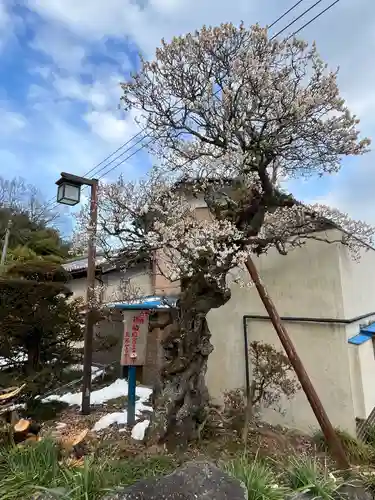 音楽寺(埼玉県)