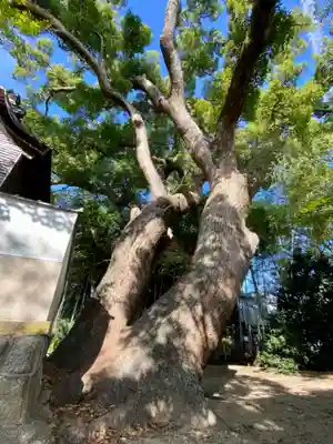 若宮八幡宮の自然