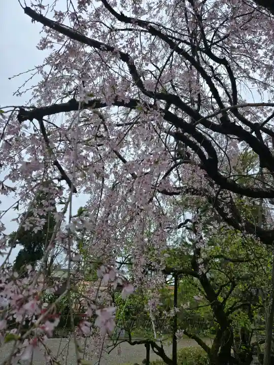 北野天満宮の{uncategorized: "未分類", other: "その他", undefined: "問題あり", building: "その他建物", grave: "お墓", sacred_gate: "鳥居", guardian: "狛犬", statue: "像", buddha: "仏像", history: "歴史", nature: "自然", garden: "庭園", animal: "動物", pagoda: "塔", temizu: "手水舎", mountain_gate: "山門・神門", sanctuary: "本殿・本堂", subordinate: "末社・摂社", art: "芸術", scenery: "景色", jizo: "地蔵", ema: "絵馬", goshuin: "御朱印", omikuji: "おみくじ", items: "授与品その他", amulet: "お守り", goshuincho: "御朱印帳", eats: "食事", festival: "お祭り", votive_dance: "神楽", shichigosan: "七五三参", wedding: "結婚式", experience: "体験その他", initially: "初詣", around: "周辺", anti_infection: "感染症対策"}