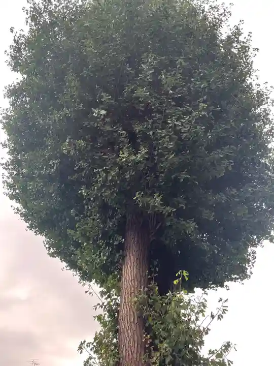 川越八幡宮の自然