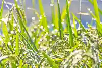 金蛇水神社(宮城県)