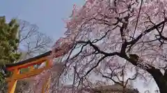 平野神社の鳥居