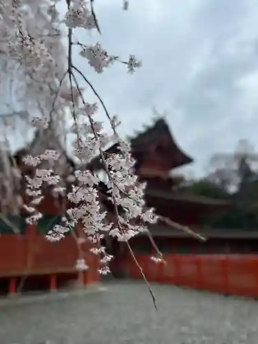 富士山本宮浅間大社の自然