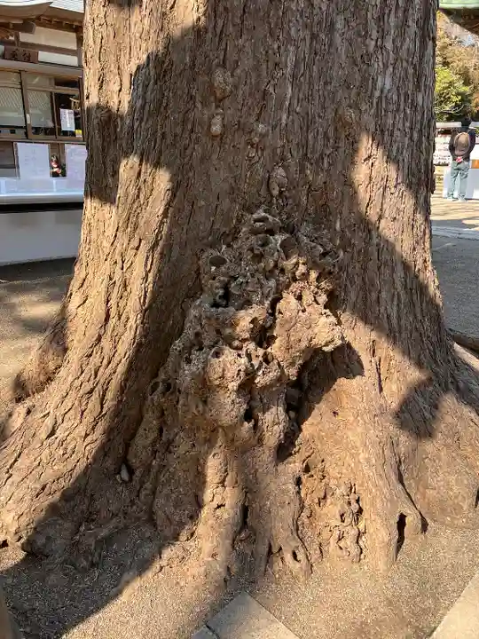 下総国三山 二宮神社の自然