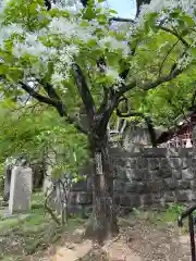 深大寺(東京都)