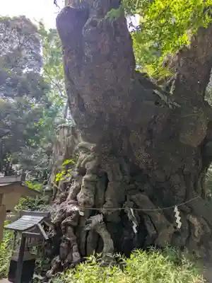 來宮神社(静岡県)