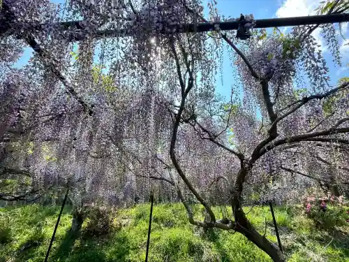 天台宗 五大山 白毫寺(兵庫県)