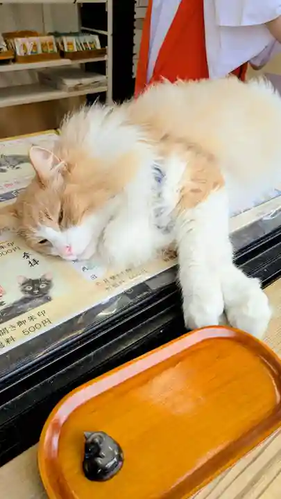 駒込妙義神社の動物
