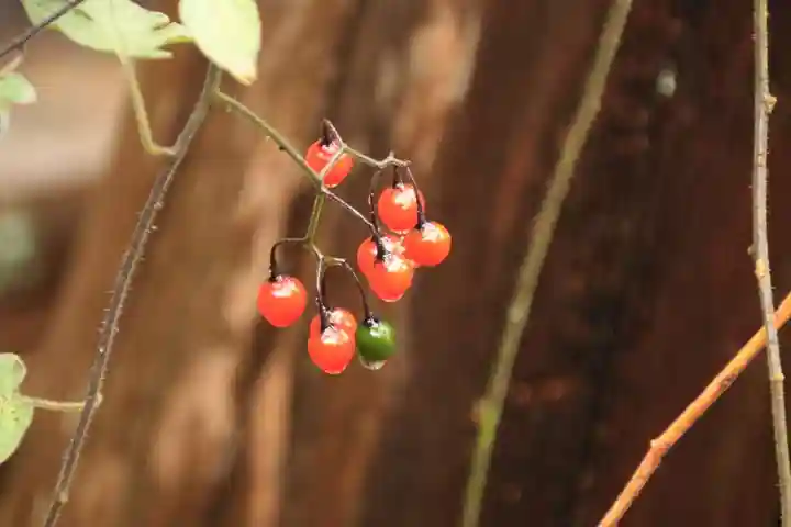 神炊館神社 ⁂奥州須賀川総鎮守⁂の自然