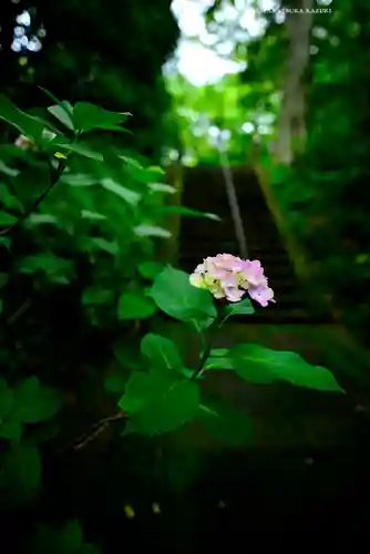 妙本寺(神奈川県)