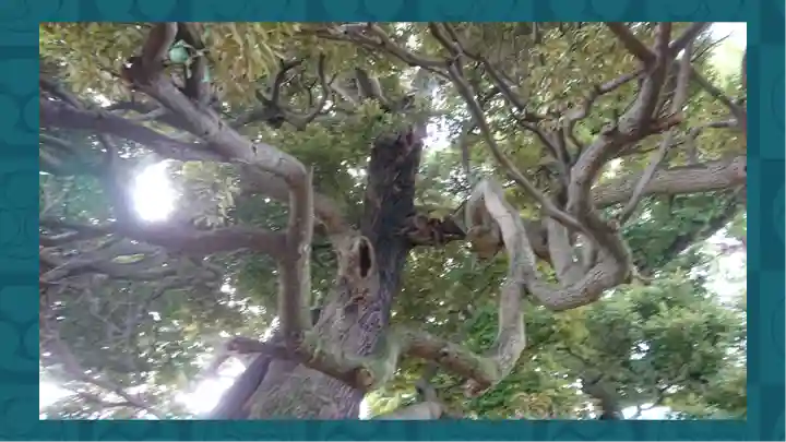 九重神社(埼玉県)