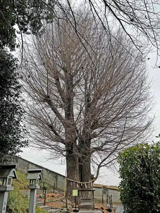 堤治神社の自然