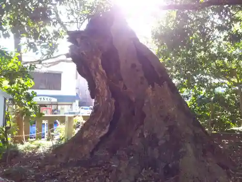 三嶋大社の自然