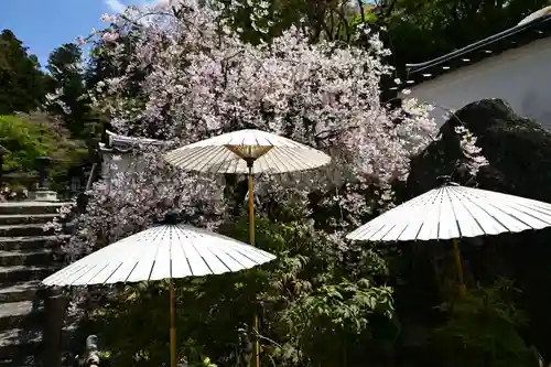岡寺（龍蓋寺）(奈良県)