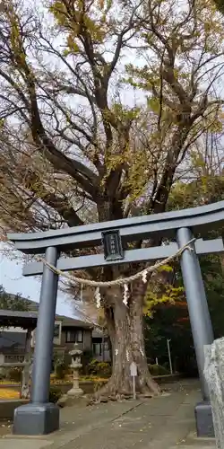 五社神社の鳥居