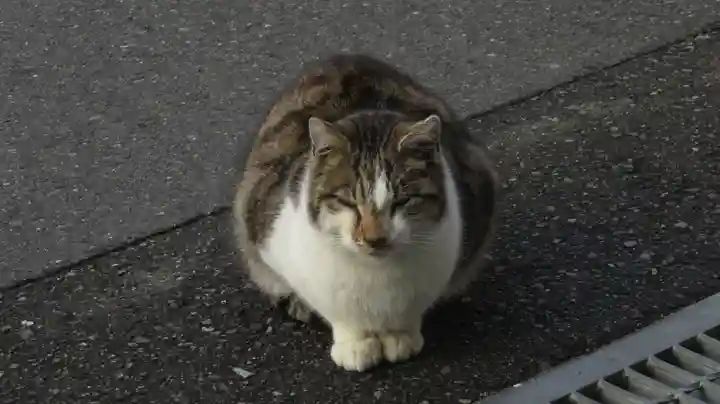 御誕生寺(猫寺)の動物