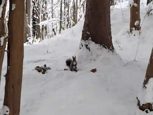 上川神社の動物