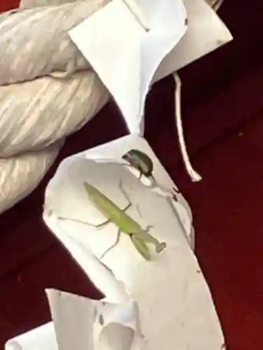 屋形四社神社(千葉県)