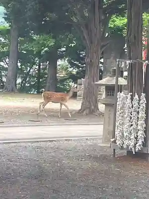 石山神社の動物
