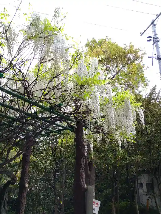 阿智神社の自然