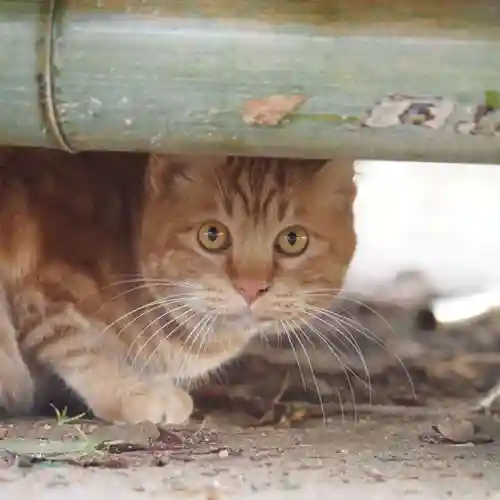 天王山 安楽寺(福井県)