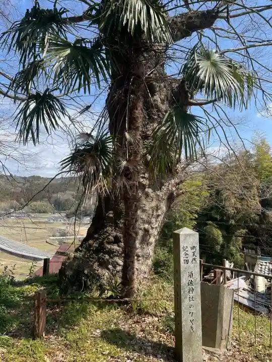 須佐神社の{uncategorized: "未分類", other: "その他", undefined: "問題あり", building: "その他建物", grave: "お墓", sacred_gate: "鳥居", guardian: "狛犬", statue: "像", buddha: "仏像", history: "歴史", nature: "自然", garden: "庭園", animal: "動物", pagoda: "塔", temizu: "手水舎", mountain_gate: "山門・神門", sanctuary: "本殿・本堂", subordinate: "末社・摂社", art: "芸術", scenery: "景色", jizo: "地蔵", ema: "絵馬", goshuin: "御朱印", omikuji: "おみくじ", items: "授与品その他", amulet: "お守り", goshuincho: "御朱印帳", eats: "食事", festival: "お祭り", votive_dance: "神楽", shichigosan: "七五三参", wedding: "結婚式", experience: "体験その他", initially: "初詣", around: "周辺", anti_infection: "感染症対策"}
