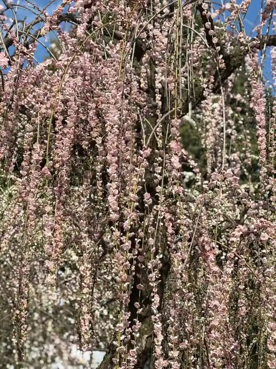 城南宮の{uncategorized: "未分類", other: "その他", undefined: "問題あり", building: "その他建物", grave: "お墓", sacred_gate: "鳥居", guardian: "狛犬", statue: "像", buddha: "仏像", history: "歴史", nature: "自然", garden: "庭園", animal: "動物", pagoda: "塔", temizu: "手水舎", mountain_gate: "山門・神門", sanctuary: "本殿・本堂", subordinate: "末社・摂社", art: "芸術", scenery: "景色", jizo: "地蔵", ema: "絵馬", goshuin: "御朱印", omikuji: "おみくじ", items: "授与品その他", amulet: "お守り", goshuincho: "御朱印帳", eats: "食事", festival: "お祭り", votive_dance: "神楽", shichigosan: "七五三参", wedding: "結婚式", experience: "体験その他", initially: "初詣", around: "周辺", anti_infection: "感染症対策"}