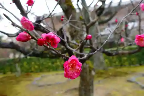 根来寺 智積院の自然