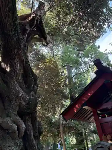 大杉神社(茨城県)