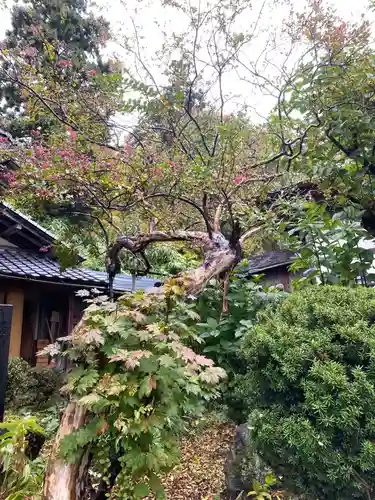 龍頭寺の庭園