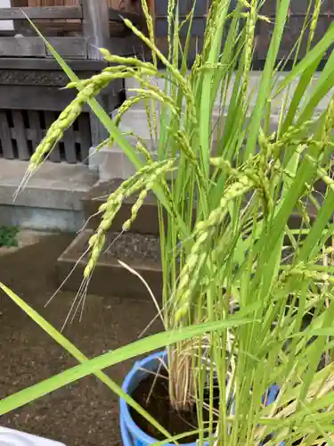 總社 和田八幡宮の庭園