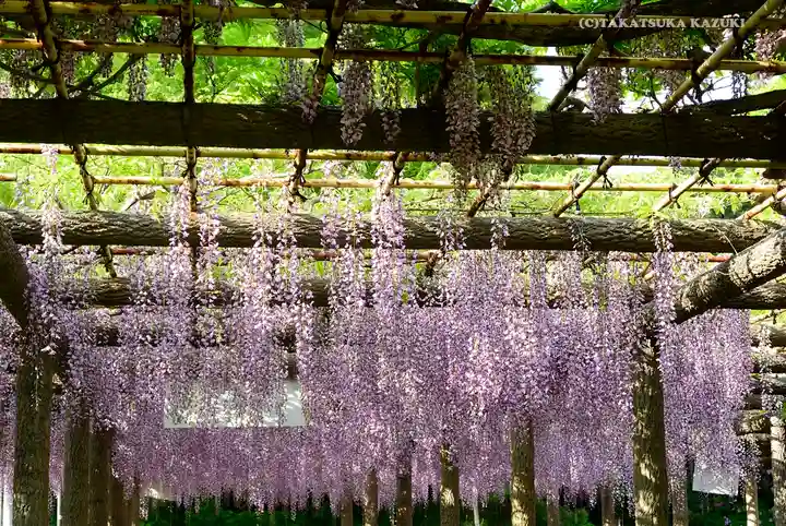 日吉神社の庭園