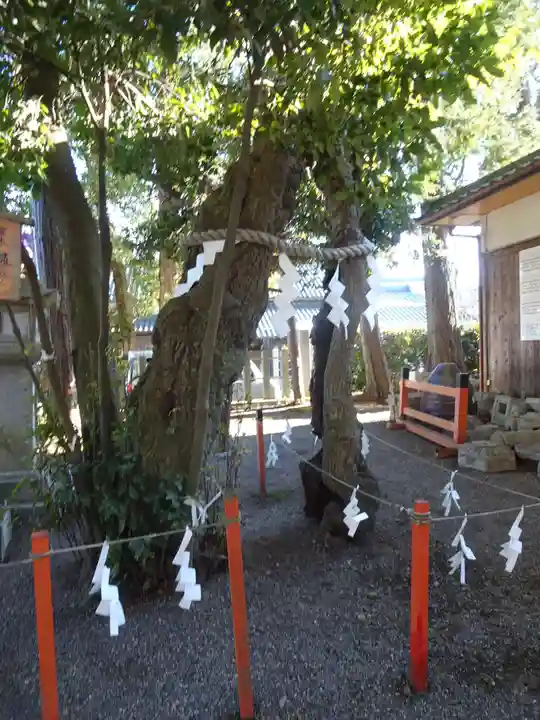賀茂神社の自然