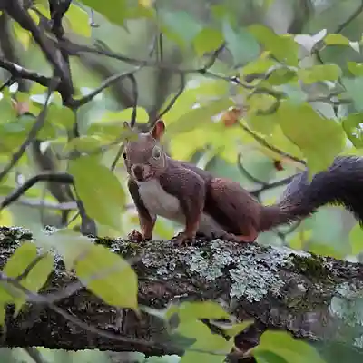 美幌神社(北海道)